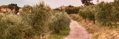 Tour nel cuore dei Colli Martani, sulle tracce dell'olio Dop e del Sagrantino