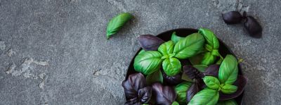 Varietà di basilico: quali sono e come utilizzarle