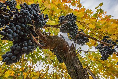 Vendemmia 2013: finalmente un?ottima notizia! 