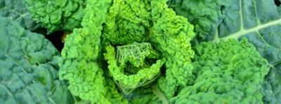 Verza, ricette per rimediare ai bagordi e non solo