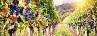 Merlot Friuli Grave DOC