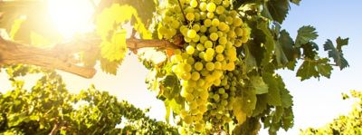 Chardonnay Friuli Grave DOC
