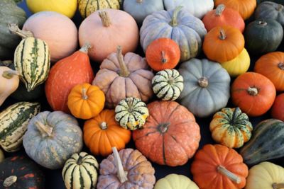 Tutte le varietà di zucca per un autunno di sapori, bontà e salute