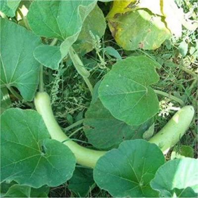 Zucchina pergola, la zucchina lunga siciliana