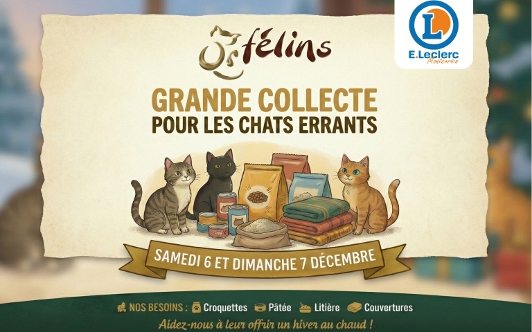 Visuel illustré d’une collecte pour les chats errants organisée avec l’association Orfélins. En haut, logo de l’association. Texte central : « Grande Collecte pour les chats errants — Samedi 6 et dimanche 7 décembre ». Au centre, trois chats dessinés entourés de sacs de croquettes, boîtes de pâtée, litière et couvertures. En bas, mention : « Dans votre magasin E.Leclerc Montévrain — Nos besoins : croquettes, pâtée, litière, couvertures ». Ambiance chaleureuse rappelant une action solidaire en magasin.