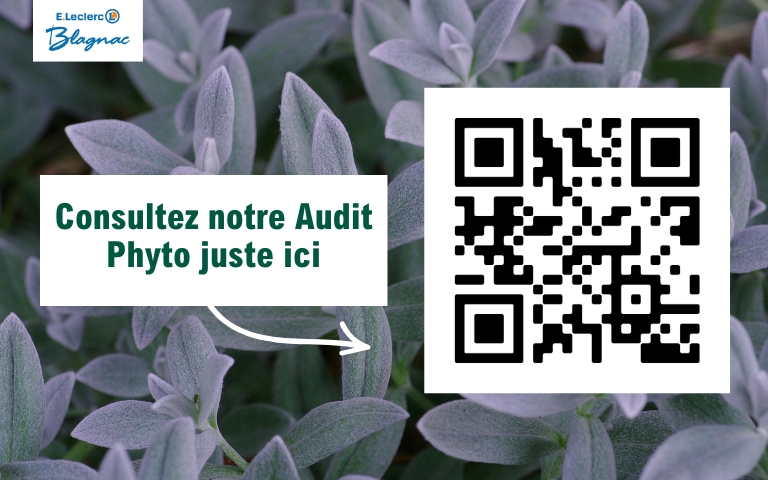 Consultez notre audit phyto en cliquant ici