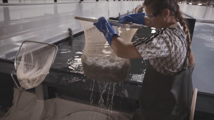 SwissShrimp AG: female worker next to a seawater pool holding a net full of shrimps