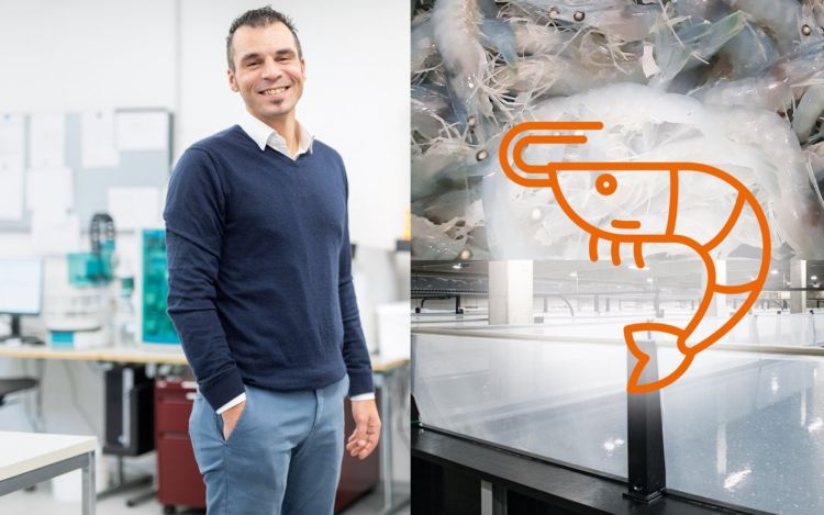 Fresh shrimp – made in Switzerland?