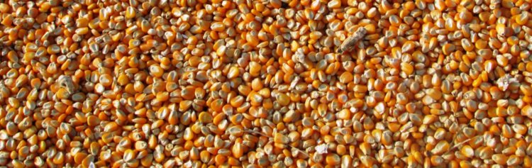 2021/08/09/nirs-corn-ethanol/_3