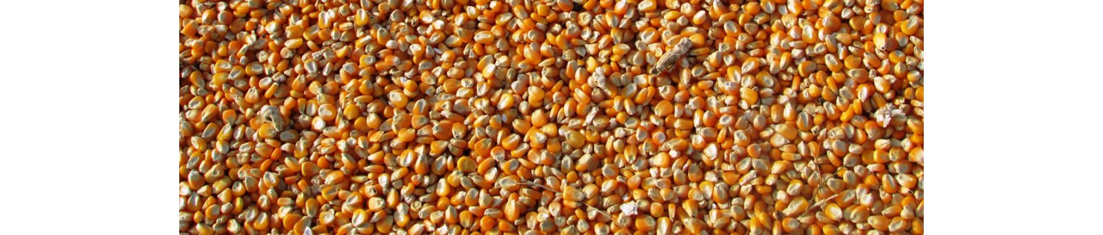 2021/08/09/nirs-corn-ethanol/_3