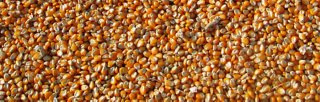 2021/08/09/nirs-corn-ethanol/_3