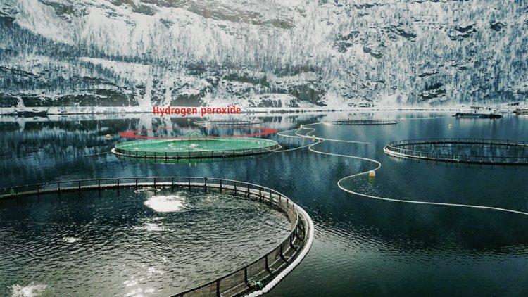 https://s7e5a.scene7.com/is/image/metrohm/fish farm?qlt=85&ts=1647432333531&dpr=off