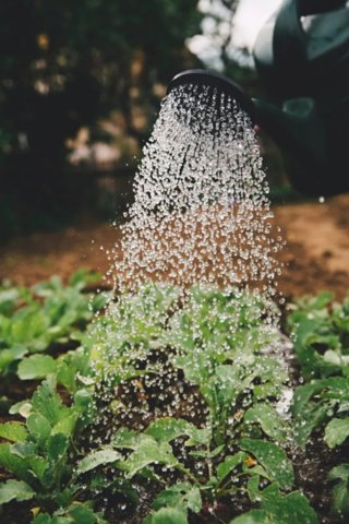 2020/05/27/glyphosate-ic/4