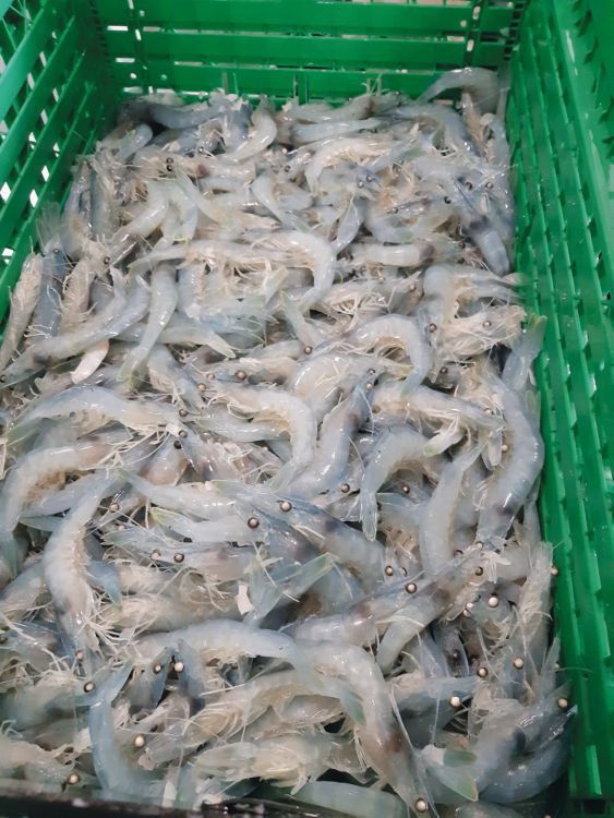 イオンクロマトグラフによる陸上養殖（エビ養殖場）の海水に含まれる亜硝酸塩、硝酸塩、リン酸塩の測定