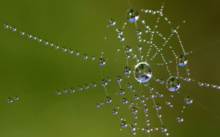 Figura 1. Gotas de água em uma teia de aranha