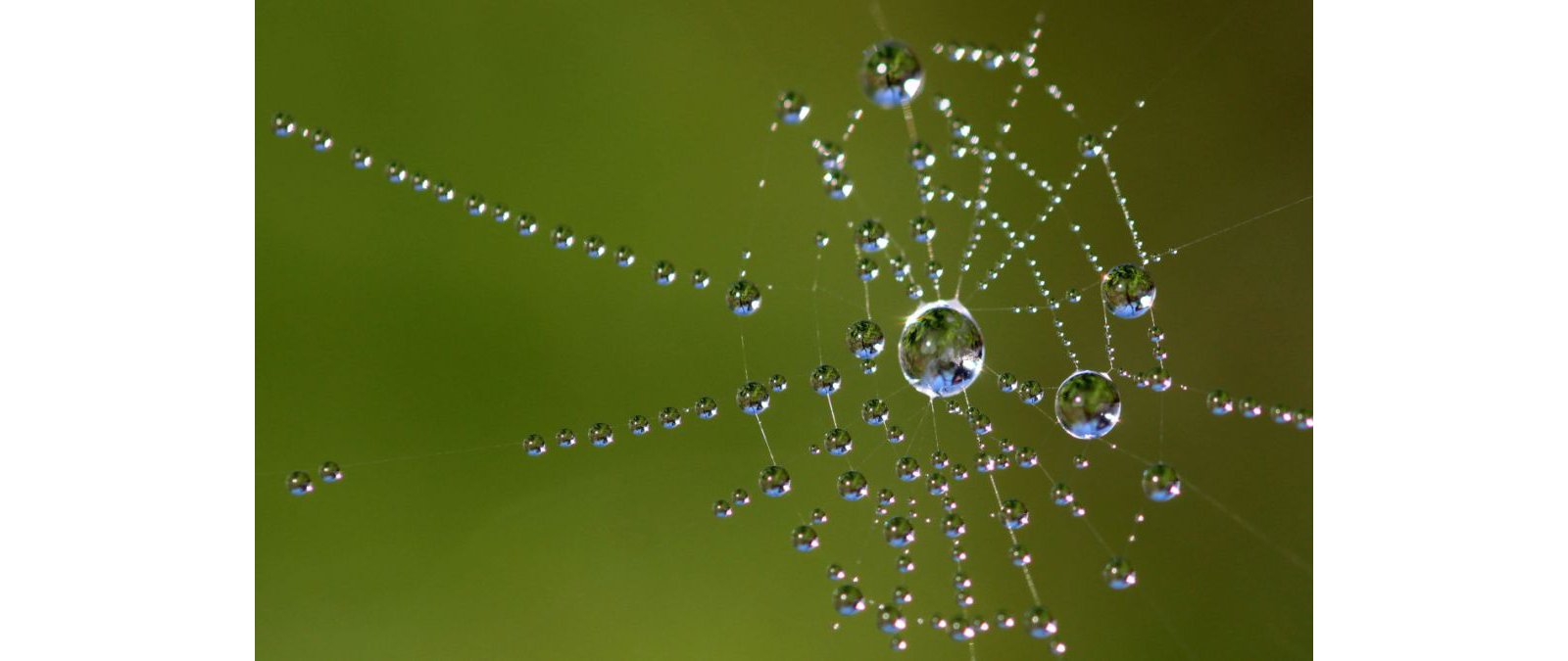 Figure 1. Water drops in a spider web