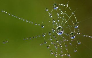 Figure 1. Water drops in a spider web