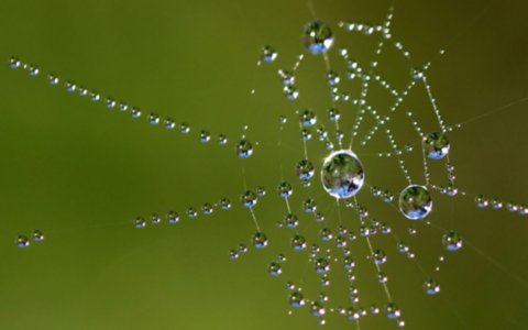 Abbildung 1. Wassertropfen in einem Spinnennetz