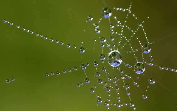 Abbildung 1. Wassertropfen in einem Spinnennetz