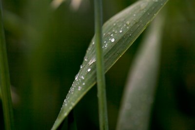 corn leaf, denmark