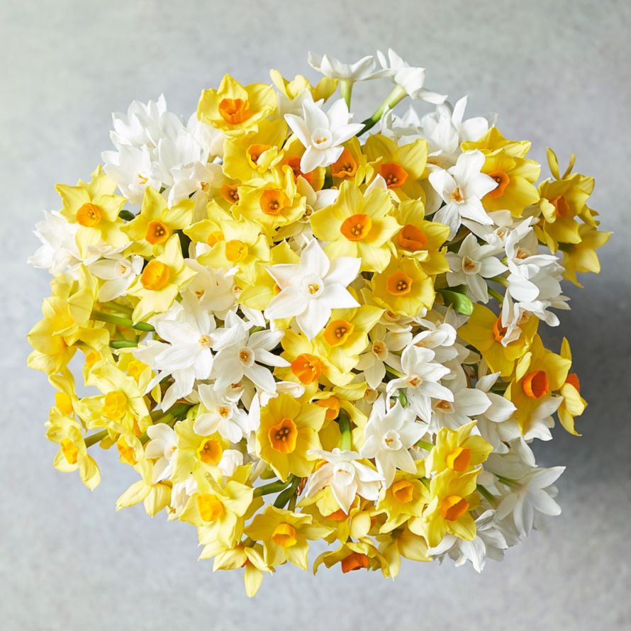 British Scented Mixed Narcissi Waitrose Florist