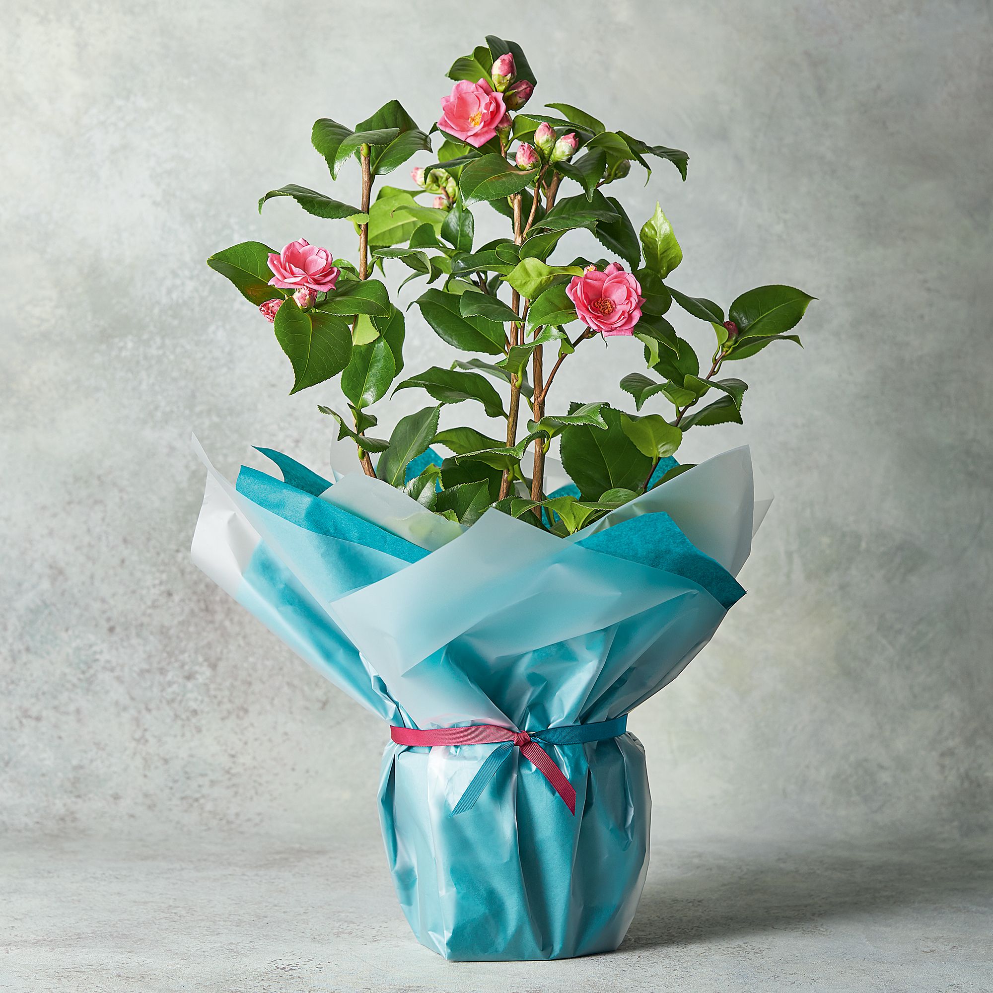 waitrose flowers mothers day