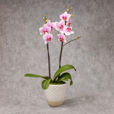 Twin Stem Orchid in Ceramic Planter                                                                                             