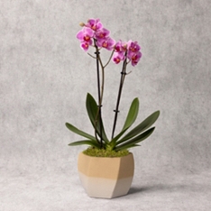 Mini Orchid in Ceramic Pot                                                                                                      