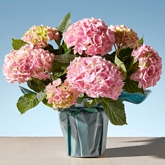 Gift-Wrapped Pink Hydrangea                                                                                                     