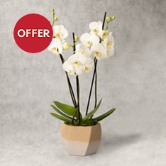 Triple Stem White Orchid                                                                                                        