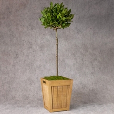 Potted Bay Tree                                                                                                                 