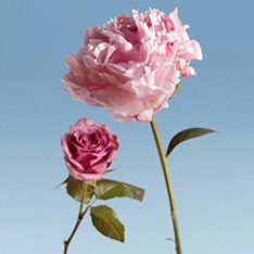 The Perfect Pairing of Roses & British Peonies                                                                                  
