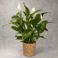 Peace Lily in Basket                                                                                                            