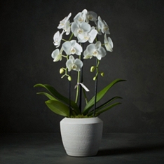 No.1 White Cascade Orchid Planter                                                                                               