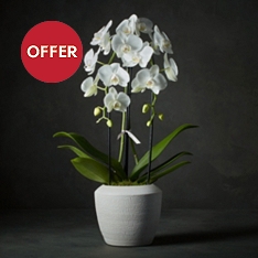 No.1 White Cascade Orchid Planter                                                                                               