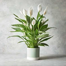 Plants For Next Day Delivery Plant Gifts Waitrose Florist