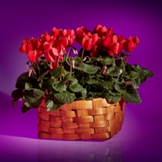 The Revitalising Red Cyclamen                                                                                                   