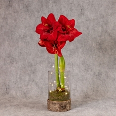 Twin Stem Red Amaryllis in Glass Vase with Lights                                                                               