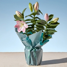 Gift-Wrapped Oriental Lily Plant                                                                                                