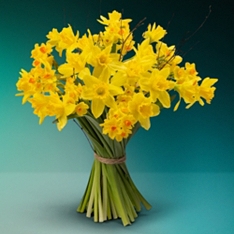 British Daffodil Letterbox Surprise                                                                                             