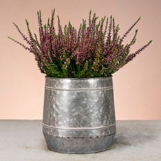 Calluna Purple Haze Planter                                                                                                     