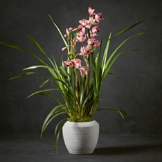 No.1 Mother’s Day Pink Twin-Stem Orchid                                                                                       