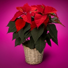 Christmas Red Poinsettia Basket                                                                                                 