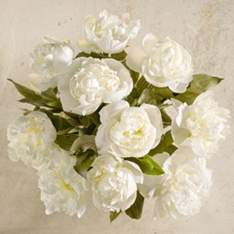 The Peony Party in White                                                                                                        