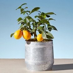 Citrus Planter                                                                                                                  