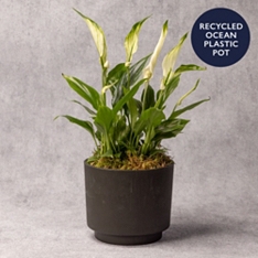 Peace Lily in Ocean Plastic Pot                                                                                                 
