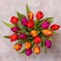 British Tulips                                                                                                                  