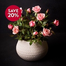 No.1 Scented Blush-Pink Rose Plant                                                                                              