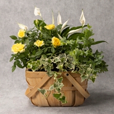 Mixed Yellow Rose and Peace Lily Trough                                                                                         
