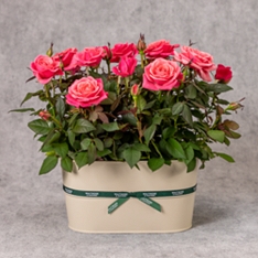 Pretty in Pink Rose Trough                                                                                                      